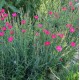Dianthus deltoides ‘Flashing’ - steenanjer
